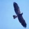 Mr.Hawk