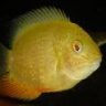 TheNewSeverum
