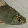 FoilTinFish