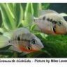 Cichlid Ben