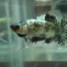 kingofbettas