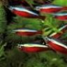 Cardinal Tetra
