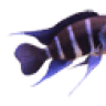 Sussex Cichlid