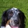 lurchersrock