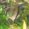 fish_ant32