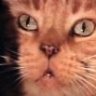 Jonesthecatfish