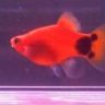 new2platys
