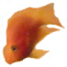 LadyniteDaFishLover