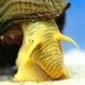 rabbitsnails