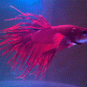 neonTIGER
