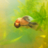 Arlo