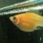 FishHobbists