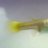 masterfish
