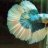 bettabreeder76