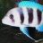 Bigirish87