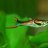 csfishkeeper