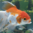 fishiefreak