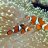 PrettyLittleFishies