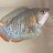 FishyFish888