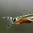 Otocinclus dude