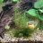 Sweet_fishies