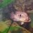 SACichlids75