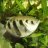 Archerfish