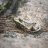 Frogglecam