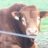 cowban6