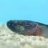 dragongoby101