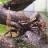 crabberdude