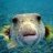 Plecs&Puffers