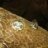 ClaireD