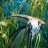 The Big Fish