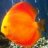 kenny fish fanatic