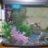 iluvguppies