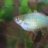 MissFish