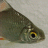 FoilTinFish