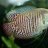 fishfreak24