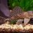 plecostomus123