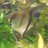 fish_ant32