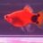new2platys