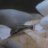 Fishkeeper4567