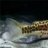 fisharemyfriends