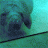 JinoWoof