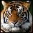 burpingtiger