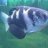 FishyJamesGill
