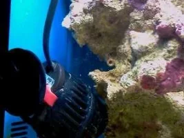 Reesy's 20 Gallon Reef Adventure