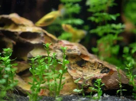 Re-starting 15 gallon, 1st time with sand
