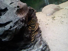 What Pleco Have I Got?